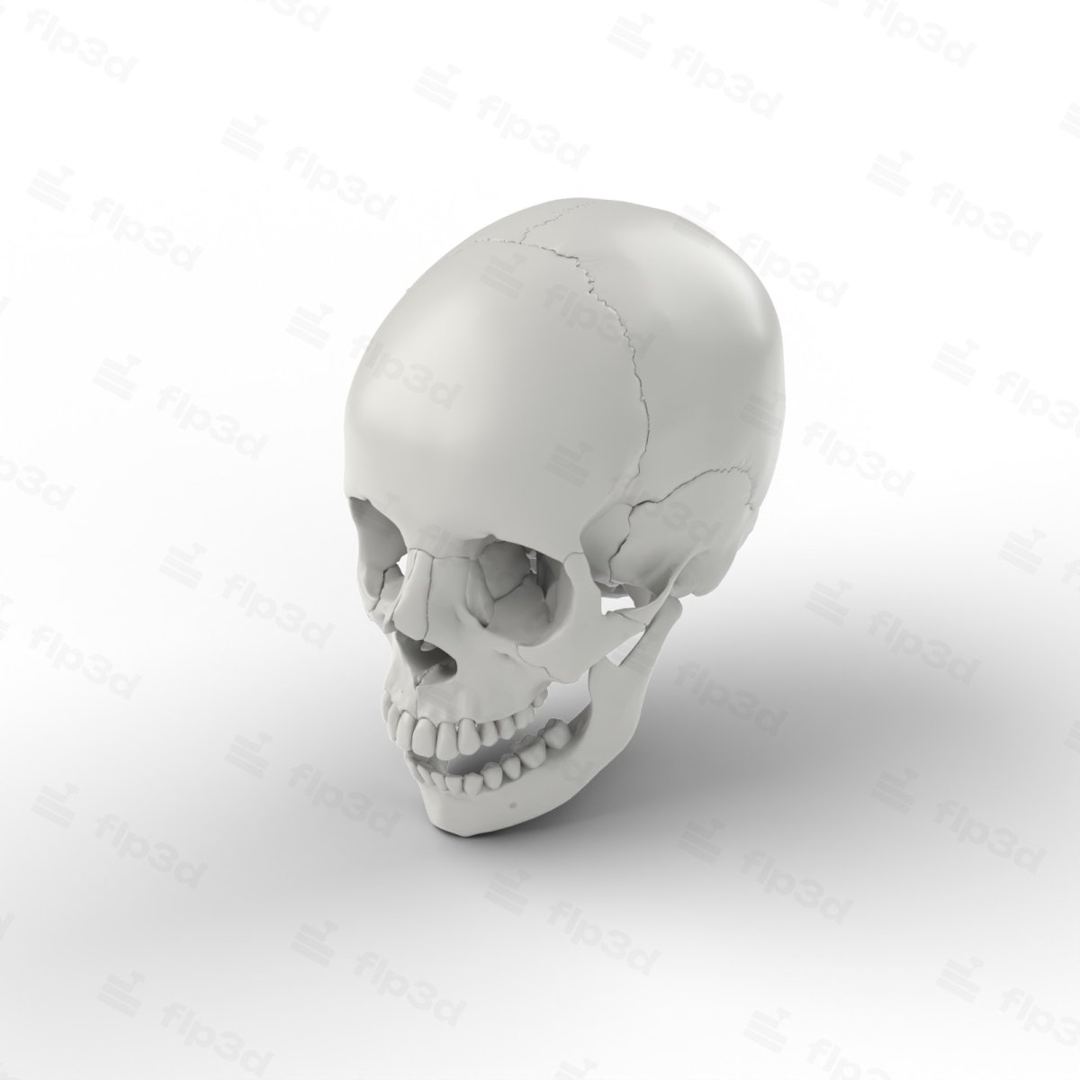 Human Skull